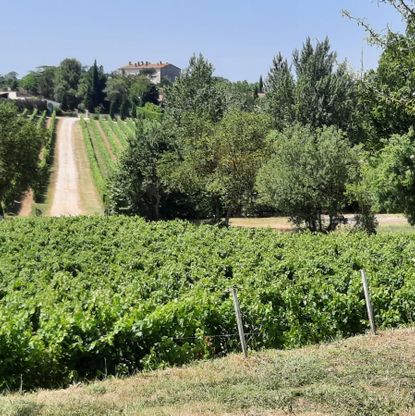 wijngaarden in de Aude - Limoux  26 - 33 km